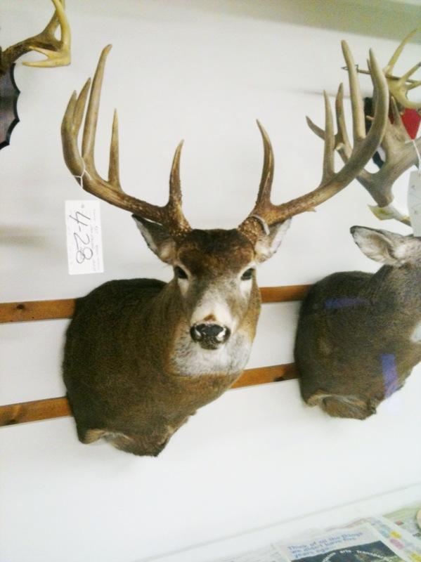 Joshua V. Stevens with BBBC trophy buck