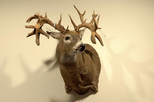 Don Davis with BBBC trophy buck