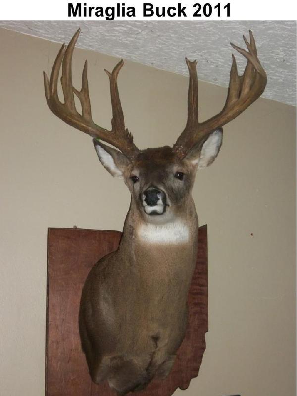 Chris Miraglia with BBBC trophy buck