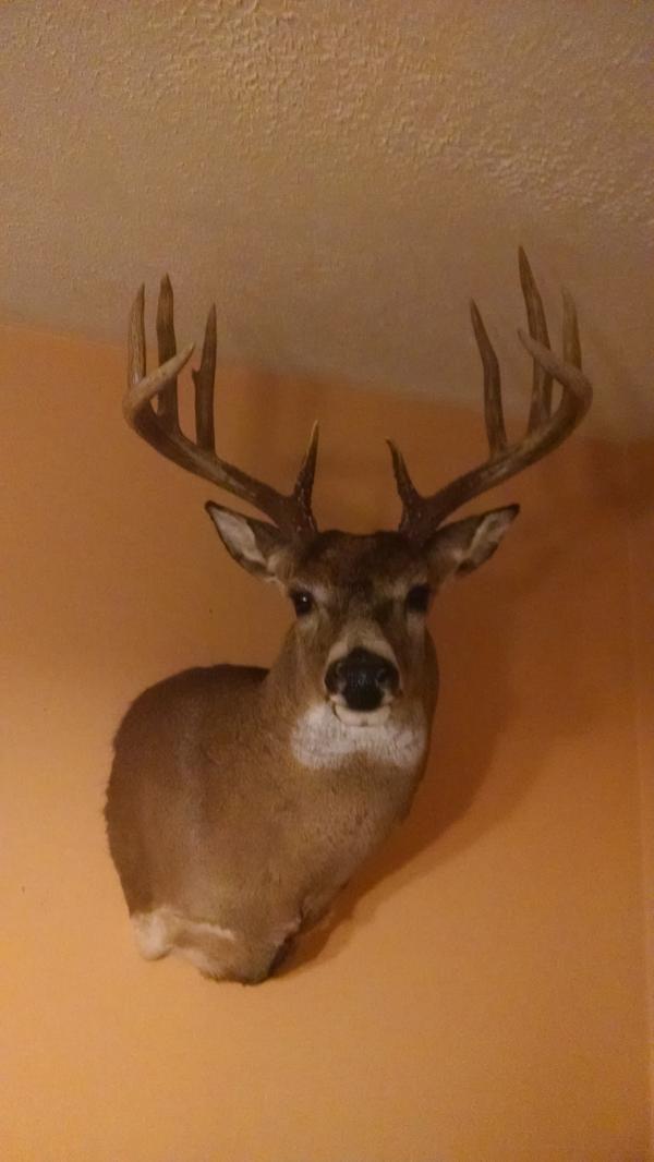 Ron Taylor with BBBC trophy buck